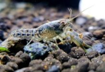 На Дніпропетровщині офіційно заборонили вилов раків