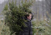 Штрафи та навіть обмеження волі: що загрожує українцям за незаконно зрубану ялинку у 2025 році