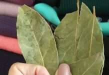 Лавровий лист у побуті: навіщо його варто класти у кишені та під комірець верхнього одягу