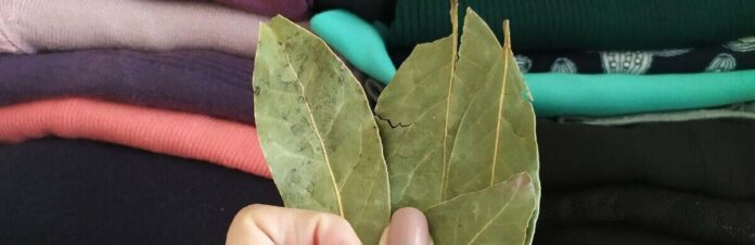 sojno-prihodzu-z-vulici-kladu-3-lavrovih-listki-u_69372c74769a9