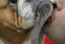 Таємниця виляння хвостом: чому собаки не можуть стримати радості, побачивши власника