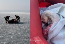 У Кам’янському надзвичайники врятували лебедя, який примерз до криги