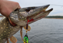 У Дніпропетровській області заборонять ловити щуку: подробиці