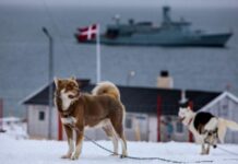 Трамп порівняв оборону Гренландії з «двома собачими упряжками»