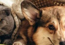 Більше ніж інтуїція: чому коти та собаки відчувають наближення обстрілів раніше за людей