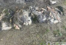 Понад 100 тисяч гривень збитків: на Дніпропетровщині дізнавачі повідомили про підозру браконьєру