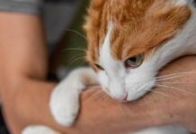 Чому ваш пухнастик пручається: 5 головних причин страху котів перед обіймами