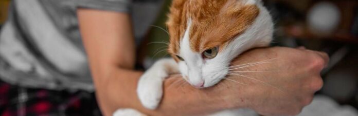 cat-fight-human-compressed_694c68eda8c76