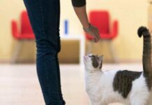 Кіт не відходить ні на крок: що насправді стоїть за цією поведінкою