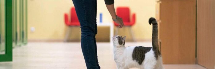 cat-follow-me-everywhere-compressed_6961710d4e779