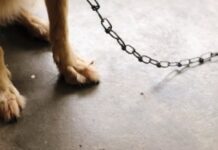 Законопроєкт: в Україні заборонять тримати тварин на привʼязі без вигулу