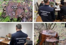22 млн грн збитків через незаконну порубку лісів природно-заповідного фонду: на Дніпропетровщині посадовцям ДП «Ліси України» повідомлено про підозру