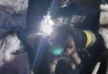 Надзвичайники Запоріжжя врятували кота, який впав у відкритий люк