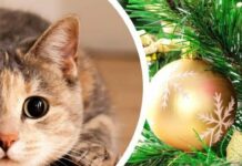 Муркотунське свято: що таке Котячий Новий рік і чому його відзначають саме сьогодні