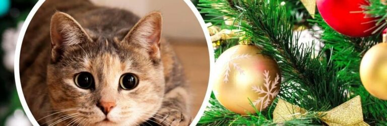 Муркотунське свято: що таке Котячий Новий рік і чому його відзначають саме сьогодні