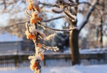 Січень вразив: яке диво природи помітили українці під час сильних морозів (фото)