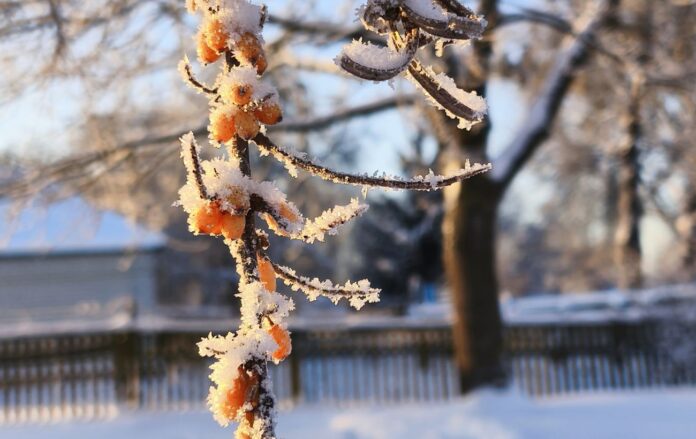 _kristaliki_na_giltsi_oblipiha_tetyana_veremeeva__rbk_ukrayina_5432_a1893cf783a94d97a1cd2cac2cbe9f40_1300x820