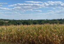 У Самарівському районі прокуратура повернула громадам понад 1000 га сільськогосподарських земель