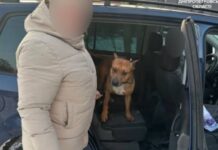 Патрульні у Дніпрі повернули власниці загубленого собаку