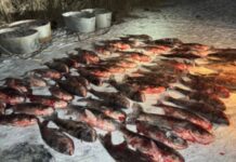 682 кг риби: на Дніпропетровщині затримали чоловіка, який сіткою ловив у річці товстолоба