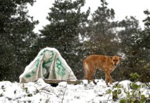 Морози небезпечні для всіх: як допомогти тваринам і птахам взимку, щоб не нашкодити