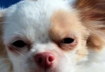 Не лише холод: 5 реальних причин, чому тремтять маленькі собаки