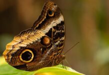 “Фальшиві очі”: ентомолог пояснив, навіщо метеликам візерунки на крилах