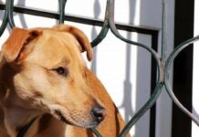 Шосте чуття чи точний розрахунок: 4 механізми, за якими собаки “передбачають” прихід господаря