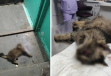 У Кривому Розі кошеня скинули з восьмого поверху: тварина у критичному стані