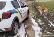 На Криворіжжі поліцейський допоміг повернути загублену собаку власникам