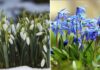Навесні всі їх плутають: чим відрізняється пролісок від підсніжника і за які квіти можуть покарати