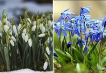 Навесні всі їх плутають: чим відрізняється пролісок від підсніжника і за які квіти можуть покарати