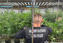 Масштабне вирощування конопель: у Дніпрі чоловік облаштував ангар під нарколабораторію