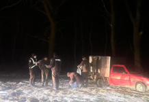 У Запоріжжі викрито незаконну вирубку лісу зі збитками понад 870 тисяч гривень