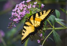 Зі шкідників – у Червону книгу: чому в Україні зникають метелики і які види під загрозою