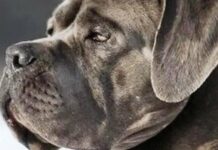 Від шпіців до вівчарок: Кінологічної спілка оприлюднила рейтинг найпопулярніших собак України