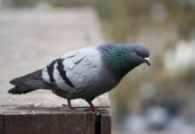 Ви ніколи не бачили пташенят голубів, і ось чому: орнітолог розкрила “секрет” птахів