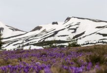 Ці квіти пережили льодовиковий період: у вас є всього 2 тижні, щоб їх побачити