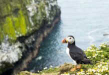 Вакансія мрії: як пожити безкоштовно на мальовничому острові серед тисяч птахів
