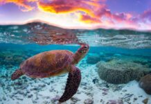 20 унікальних місць планети, які зникнуть до 2045 року: що треба встигнути побачити