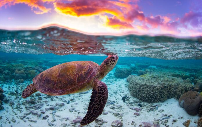 gettyimages_1303975367_249aefc959e01dddc50a7d799ef6f9fc_1300x820