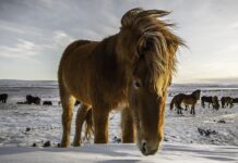 Стародавнє китайське прокляття у рік Вогняного Коня: що може піти не так у 2026