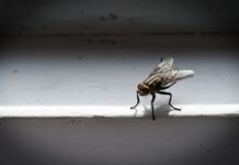 Загибель чи сплячка? Як насправді зимують комарі з мухами і де ховаються