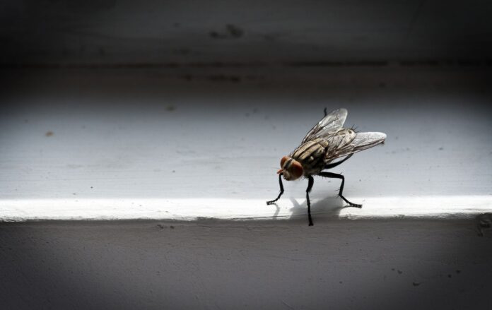 _krup_plan_na_biloku_kuti_pidvikonnya_gettyimages_696086994_9442411f753d67d5e00eb7aae031ba77_1300x820