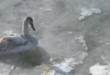 Хвилинка добра: у Дніпрі патрульні роти з обслуговування водних об’єктів звільнили з крижаної пастки лебедя
