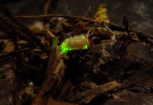 Сигнал, але не ворогу: чому насправді світлячки світяться