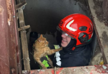 Синельниківський район: рятувальники визволили кота з дев’ятиметрового колодязя