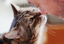 Більше ніж просто звуки: чому вчені радять обов’язково розмовляти з котами