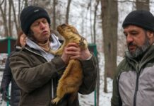 Чи вірити прогнозам бабака про весну: в Укргідрометцентрі розставили крапки над “і”