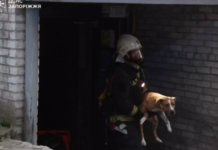 Запоріжжя: під час пожежі надзвичайники врятували жінку та допомогли мешканці з домашніми улюбленцями